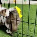 AKC Shih Tzu puppies for sale in Arizona City, Arizona