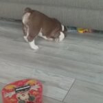 Olde english bulldogge puppies for sale in Arizona City, Arizona