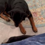 Akc reg rotti pups in Arizona City, Arizona