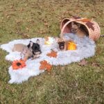 5 Star Frenchies in Arizona City, Arizona