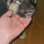 German Shepherd/Husky mix in Arizona City, Arizona