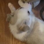 Husky Puppies in Cleveland, Tennessee
