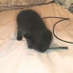 Female Kitten in Los Angeles, California