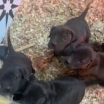 Presa Canario puppies ? in Baltimore, Maryland