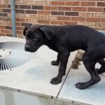 cane Corso pup in Albany, Georgia