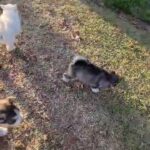 husky puppies in Bakersfield, California
