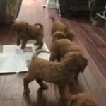 Mini F1 Golden Doodles in Oxnard, California