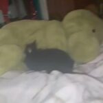 Dwarf Bunny in Town 'n' Country, Florida
