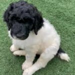 STANDARD POODLE in Eugene, Oregon