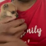 Adorable packet chihuahua puppy male in Fort Worth, Texas