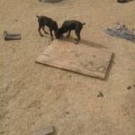 3 Dobermans. 2 females and 1 male. European blood. in El Paso, Texas