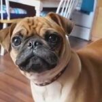 4yr old female apricot pug in Dallas, Texas