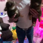 Pomeranian Puppies in Thornton, Colorado
