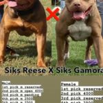 Big Reez X Gamora puppies in Phoenix, Arizona
