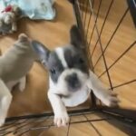 American Bullies Pocket all pups come with shots papers with the ABKC and dewormed in Washington, District of Columbia