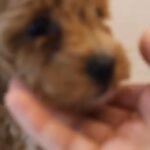 Akc Toy Poodles For Sale in Columbus, Ohio