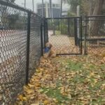 Standard Poodle Pup in Dallas, Texas