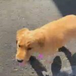 AKC registered golden retriever needs rehoming asap in Clarksville, Tennessee