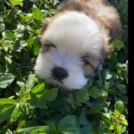 Adorable Shih Tzus For Sale in Fort Lauderdale, Florida