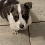 Dog For Sale Pit bull Mix With Lab in Grand Prairie, Texas