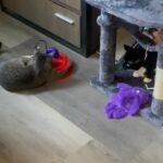 10 month Kitty needs a home in Fullerton, California