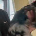 Mini golden doodle in Warren, Michigan