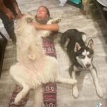 Huskies in Kennewick, Washington