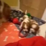 Adorable Cavalier King Charles Spaniel Puppies in San Antonio, Texas