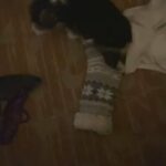 Oreo Needs A Sweet Home No Kids in Los Angeles, California