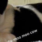 moo moo cow in Menifee, California