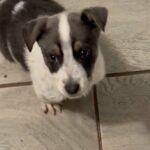 Dog For Sale in Grand Prairie, Texas