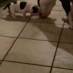 American Bully Xl Pups in Memphis, Tennessee