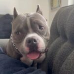 Pocket Bully For Sale in North Miami Beach, Florida