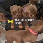 Doberman Pinscher’s in Arizona City, Arizona