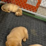 Purebred lab puppies for sale in Arizona City, Arizona