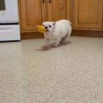 Forever home wanted in Arizona City, Arizona