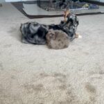 Full Breed Miniature Australian Shepards in Arizona City, Arizona