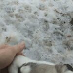 Siberian husky puppies in Arizona City, Arizona