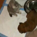 Husky Chows for Sale (7 males 1 female ) in Arizona City, Arizona