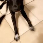 Black Mouth Cur/Pit Bull Mixed in Arlington, Texas