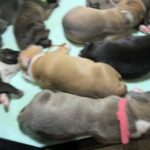 American Bully Puppies ABKC Registered in Dallas, Texas