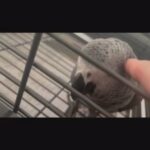 Pair Congo African Grey Parrots in Washington, District of Columbia