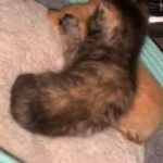 Cailco Kitty in Union (Township), New Jersey