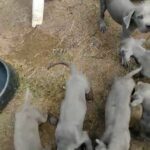 Cane Corso puppies(best offer) in Laurinburg, North Carolina