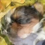 AKC registered Parti Yorkies in Hastings, Nebraska