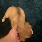 Fluffy Chihuahua Spaniel Puppies in Orlando, Florida