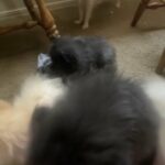 Pomeranian Puppies in Tulsa, Oklahoma