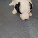 F1 Standard Sheepadoodle in Dayton, Ohio