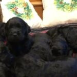 Goldendoodle Pups in Bangor, Maine