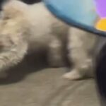 Maltese Dogs in Austin, Texas
